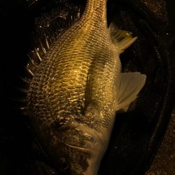 淀川のチニング