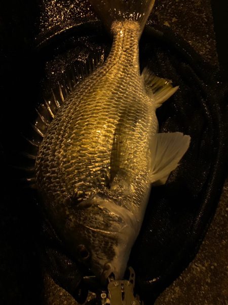 淀川のチニング