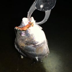 淀川のチニング