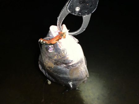 淀川のチニング