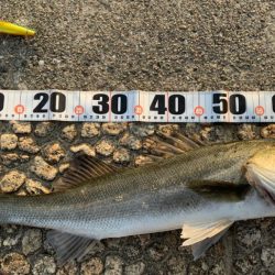 釣り納めシーバス