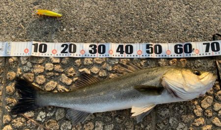 釣り納めシーバス