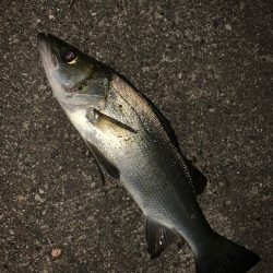 南紀のヒラスズキ