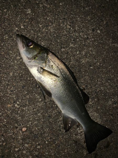 南紀のヒラスズキ