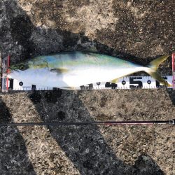 ライトすぎるタックルでも飲ませ成功!