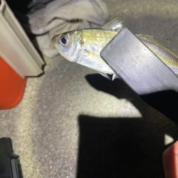 ナイトアジング