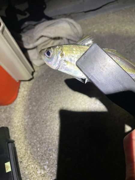 ナイトアジング