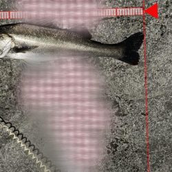 カゲロウでメリクリフイッシュ！