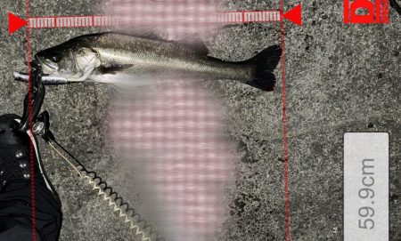 カゲロウでメリクリフイッシュ！