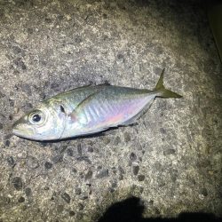 アジのウキ釣り