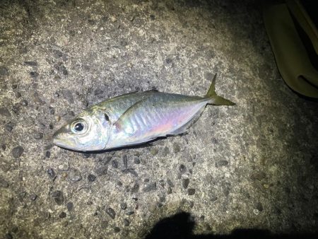 アジのウキ釣り