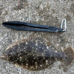 ヒラメが釣れました！