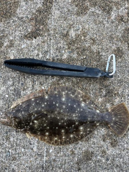 ヒラメが釣れました！
