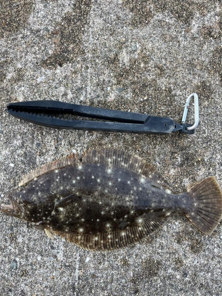 ヒラメが釣れました！