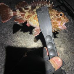 ナイトアジング