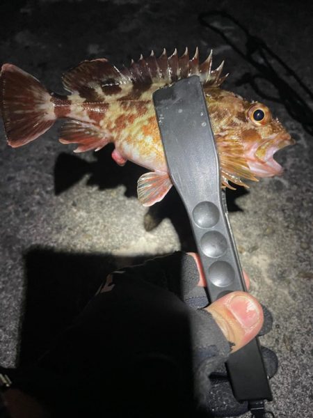 ナイトアジング