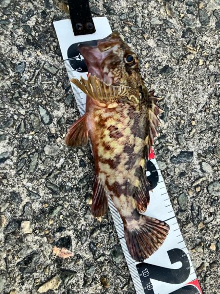 アジュールガシラ五目