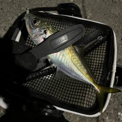 釣り納め・・られず