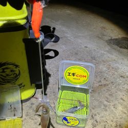 まだヒイカ釣れますよ(^。^)