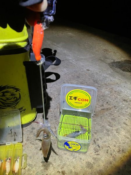 まだヒイカ釣れますよ(^。^)