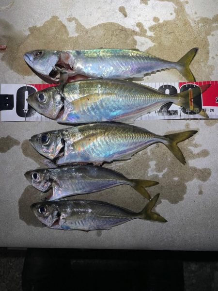 ナイトアジング