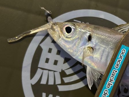 寒くてもアジング