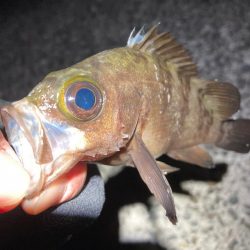 そろそろメバルもいい時期