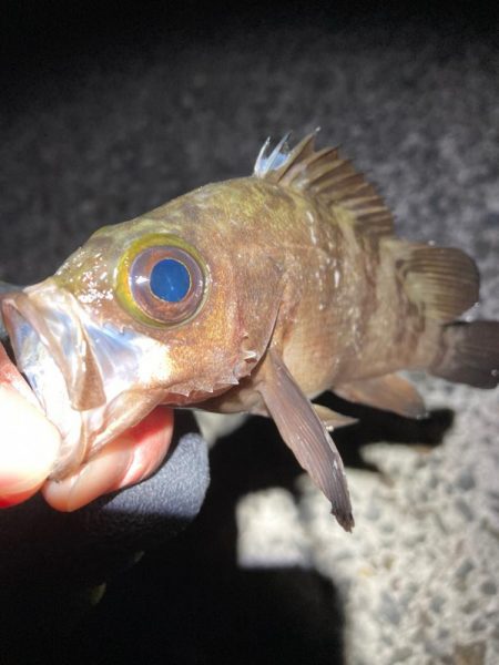 そろそろメバルもいい時期