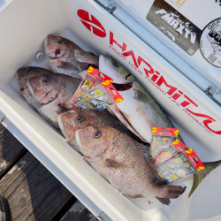 ハマチ・タイ/ウキ釣り