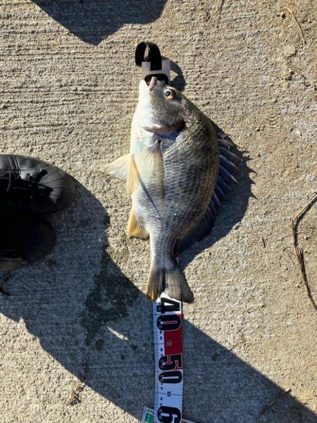 武庫川駅近くでまさかのチヌ！