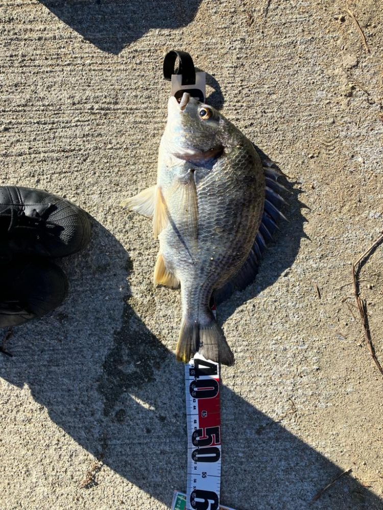 武庫川駅近くでまさかのチヌ！
