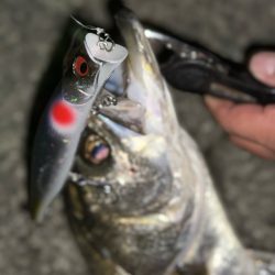 やっぱりいたっ！