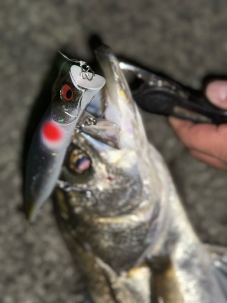 やっぱりいたっ！