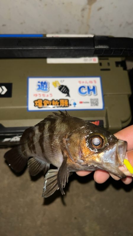 短時間メバリング