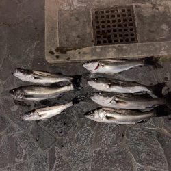 ボートシーバス