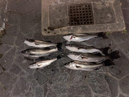 ボートシーバス