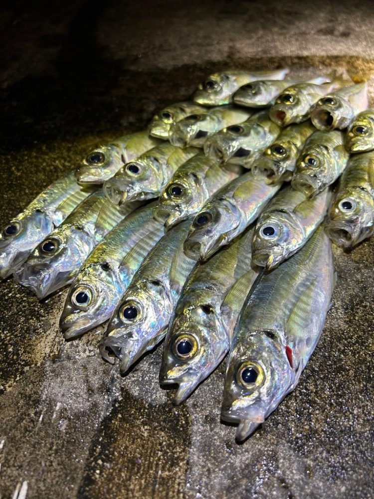 ここにはアジある