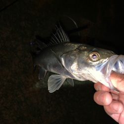 淀川のシーバスとキビレ