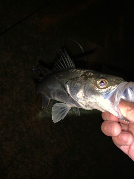 淀川のシーバスとキビレ