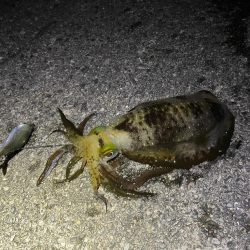 エギがダメなら…