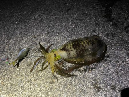 エギがダメなら…