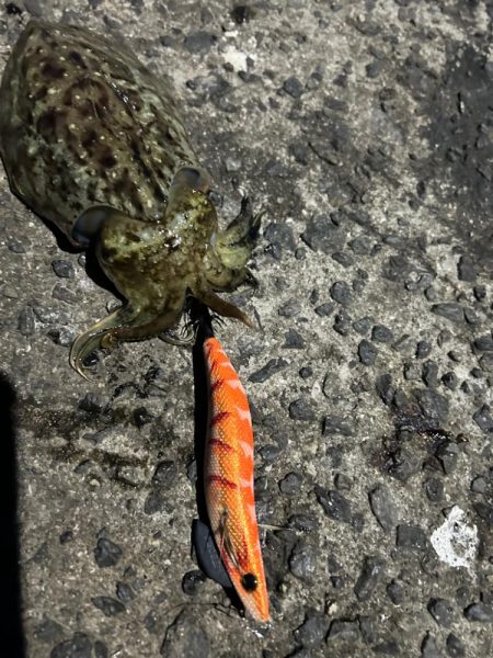 夕まずめから激渋