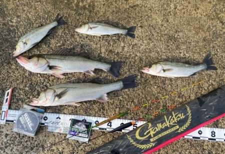 釣り始めは小雨が降り