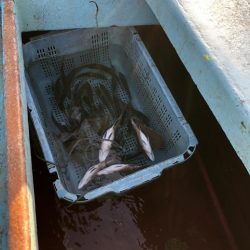 日間賀島付近で船釣り