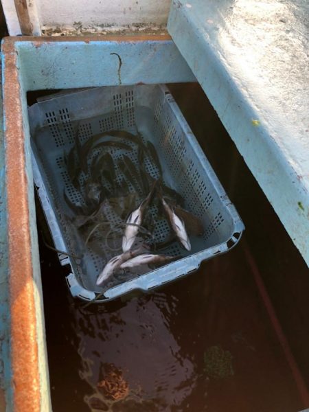 日間賀島付近で船釣り