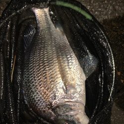 淀川のシーバス