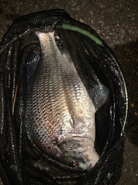 淀川のシーバス