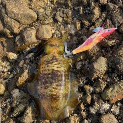 冬のキロオーバーが釣りたかったのにね。。