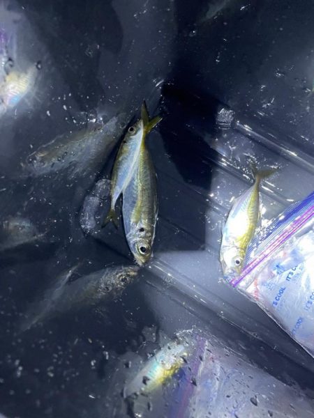 南芦屋浜での釣果