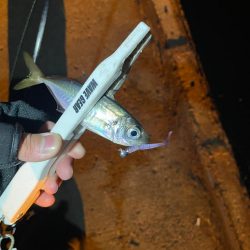 予報と違う風(๑•ૅㅁ•๑)